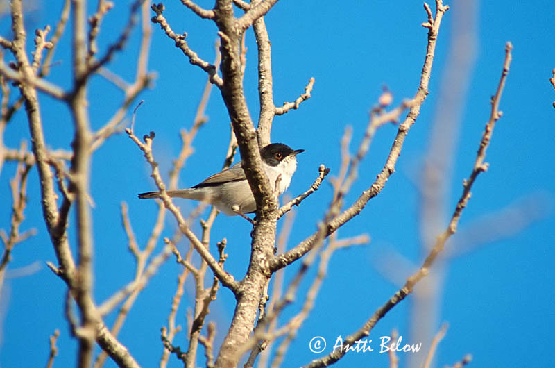 slide
Avainsanat: Tallarol capnegre Sorthovedet sanger Kleine zwartkop Sardinian Warbler Samettipääkerttu Fauvette mélanocéphale Samtkopf-Grasmücke Kucsmás poszáta Hjálmsöngvari Svarthodesanger Toutinegra-de-cabeça-preta Sylvia melanocephala Curruca Cabecinegra S