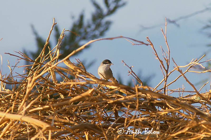 slide
Avainsanat: Tallarol capnegre Sorthovedet sanger Kleine zwartkop Sardinian Warbler Samettipääkerttu Fauvette mélanocéphale Samtkopf-Grasmücke Kucsmás poszáta Hjálmsöngvari Svarthodesanger Toutinegra-de-cabeça-preta Sylvia melanocephala Curruca Cabecinegra S
