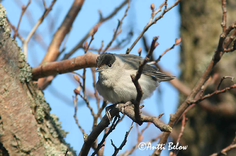 Avainsanat: Tallarol de casquet Munk Zwartkop Blackcap Mustpea-põõsalind Mustapääkerttu Fauvette à tête noire Mönchsgrasmücke Barátposzáta Hettusöngvari Munk Toutinegra-de-barrette-preto Sylvia atricapilla Curruca Capirotada Svarthätta