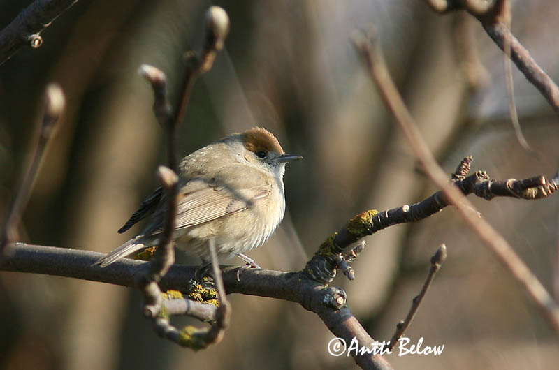 Avainsanat: Tallarol de casquet Munk Zwartkop Blackcap Mustpea-põõsalind Mustapääkerttu Fauvette à tête noire Mönchsgrasmücke Barátposzáta Hettusöngvari Munk Toutinegra-de-barrette-preto Sylvia atricapilla Curruca Capirotada Svarthätta