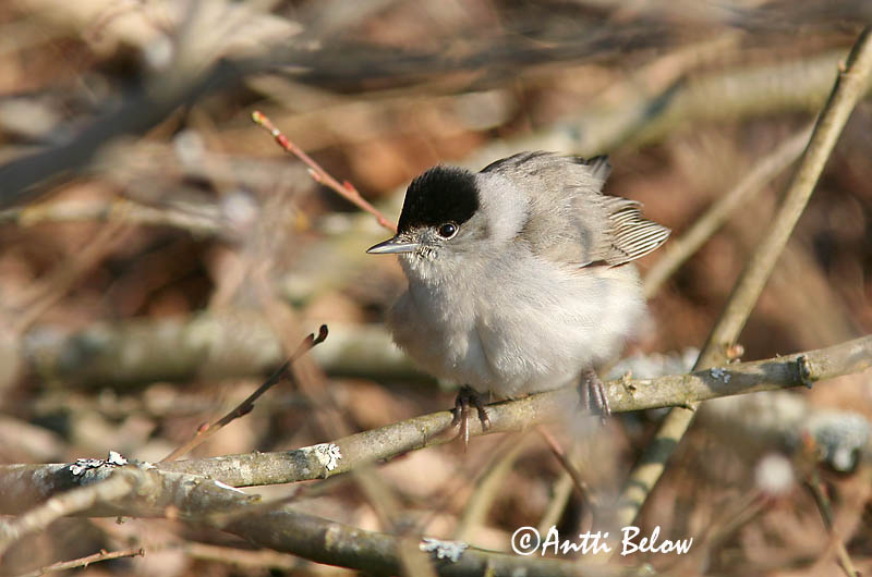 Avainsanat: Tallarol de casquet Munk Zwartkop Blackcap Mustpea-põõsalind Mustapääkerttu Fauvette à tête noire Mönchsgrasmücke Barátposzáta Hettusöngvari Munk Toutinegra-de-barrette-preto Sylvia atricapilla Curruca Capirotada Svarthätta