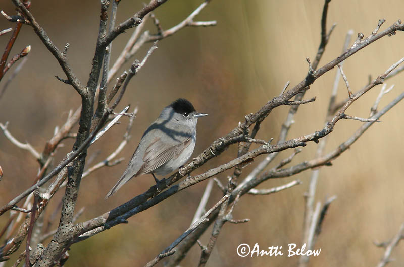 Avainsanat: Tallarol de casquet Munk Zwartkop Blackcap Mustpea-põõsalind Mustapääkerttu Fauvette à tête noire Mönchsgrasmücke Barátposzáta Hettusöngvari Munk Toutinegra-de-barrette-preto Sylvia atricapilla Curruca Capirotada Svarthätta