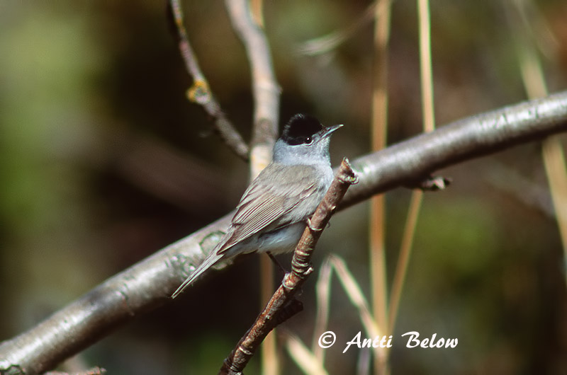 Avainsanat: Tallarol de casquet Munk Zwartkop Blackcap Mustpea-põõsalind Mustapääkerttu Fauvette à tête noire Mönchsgrasmücke Barátposzáta Hettusöngvari Munk Toutinegra-de-barrette-preto Sylvia atricapilla Curruca Capirotada Svarthätta