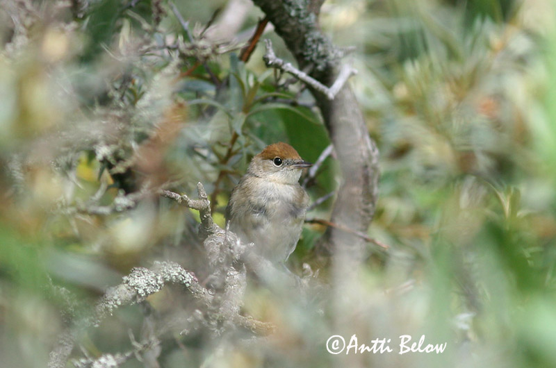 Avainsanat: Tallarol de casquet Munk Zwartkop Blackcap Mustpea-põõsalind Mustapääkerttu Fauvette à tête noire Mönchsgrasmücke Barátposzáta Hettusöngvari Munk Toutinegra-de-barrette-preto Sylvia atricapilla Curruca Capirotada Svarthätta