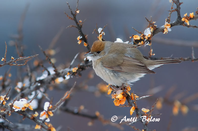 Avainsanat: Tallarol de casquet Munk Zwartkop Blackcap Mustpea-põõsalind Mustapääkerttu Fauvette à tête noire Mönchsgrasmücke Barátposzáta Hettusöngvari Munk Toutinegra-de-barrette-preto Sylvia atricapilla Curruca Capirotada Svarthätta