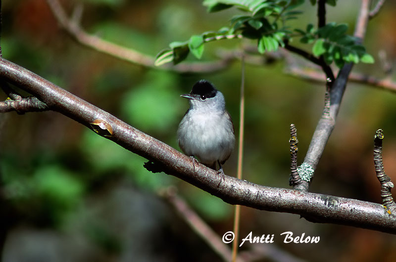Avainsanat: Tallarol de casquet Munk Zwartkop Blackcap Mustpea-põõsalind Mustapääkerttu Fauvette à tête noire Mönchsgrasmücke Barátposzáta Hettusöngvari Munk Toutinegra-de-barrette-preto Sylvia atricapilla Curruca Capirotada Svarthätta