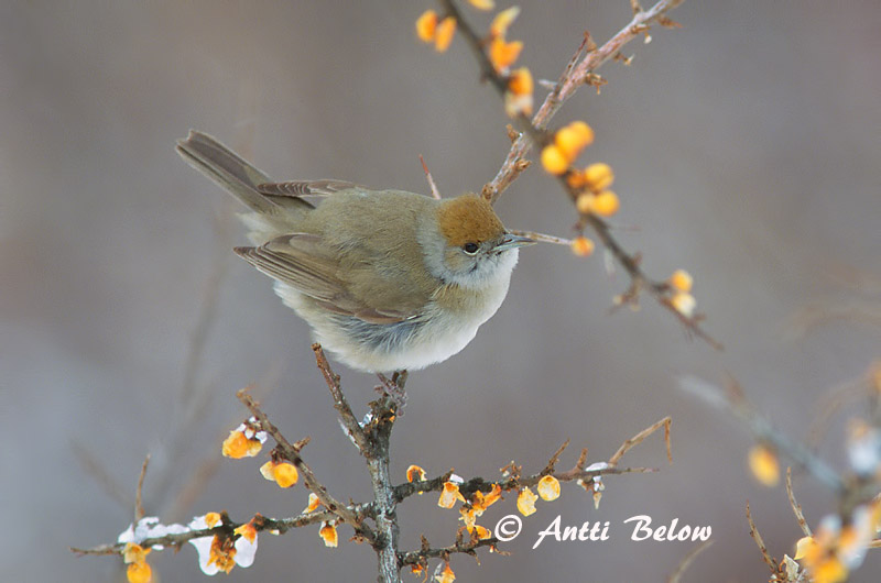 Avainsanat: Tallarol de casquet Munk Zwartkop Blackcap Mustpea-põõsalind Mustapääkerttu Fauvette à tête noire Mönchsgrasmücke Barátposzáta Hettusöngvari Munk Toutinegra-de-barrette-preto Sylvia atricapilla Curruca Capirotada Svarthätta