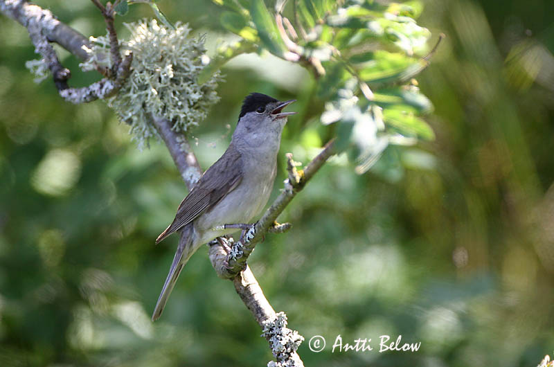 Avainsanat: Tallarol de casquet Munk Zwartkop Blackcap Mustpea-põõsalind Mustapääkerttu Fauvette à tête noire Mönchsgrasmücke Barátposzáta Hettusöngvari Munk Toutinegra-de-barrette-preto Sylvia atricapilla Curruca Capirotada Svarthätta