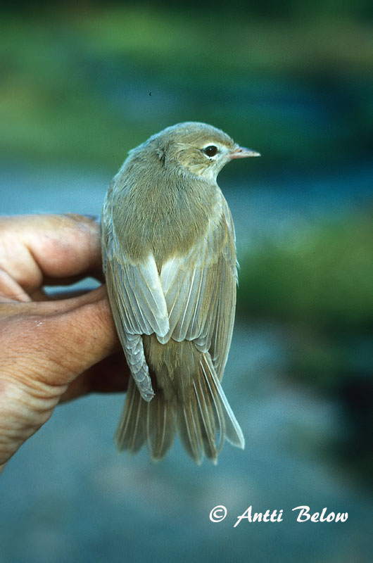Avainsanat: Tallarol gros Havesanger Tuinfluiter Garden Warbler Aed-põõsalind Lehtokerttu Fauvette des jardins Gartengrasmücke Kerti poszáta Garðsöngvari Hagesanger Felosa-das-figueiras Sylvia borin Curruca Mosquitera Trädgårdssångare