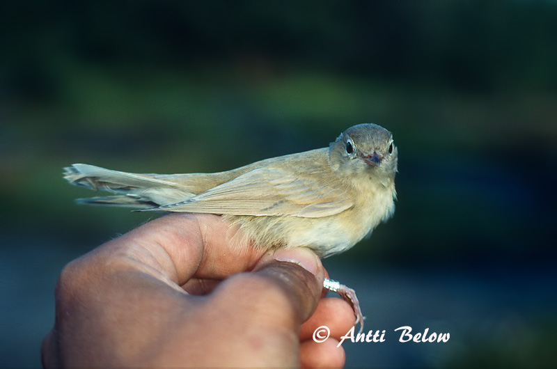 Avainsanat: Tallarol gros Havesanger Tuinfluiter Garden Warbler Aed-põõsalind Lehtokerttu Fauvette des jardins Gartengrasmücke Kerti poszáta Garðsöngvari Hagesanger Felosa-das-figueiras Sylvia borin Curruca Mosquitera Trädgårdssångare