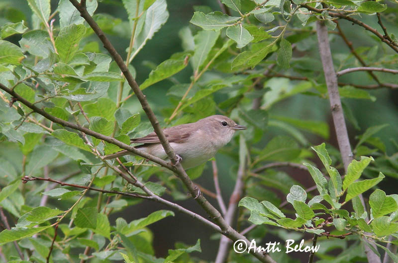 Avainsanat: Tallarol gros Havesanger Tuinfluiter Garden Warbler Aed-põõsalind Lehtokerttu Fauvette des jardins Gartengrasmücke Kerti poszáta Garðsöngvari Hagesanger Felosa-das-figueiras Sylvia borin Curruca Mosquitera Trädgårdssångare