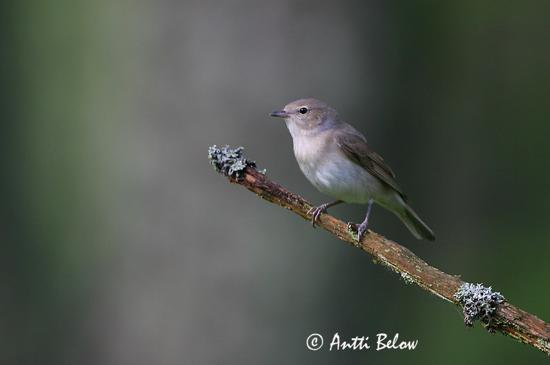 Avainsanat: Tallarol gros Havesanger Tuinfluiter Garden Warbler Aed-põõsalind Lehtokerttu Fauvette des jardins Gartengrasmücke Kerti poszáta Garðsöngvari Hagesanger Felosa-das-figueiras Sylvia borin Curruca Mosquitera Trädgårdssångare
