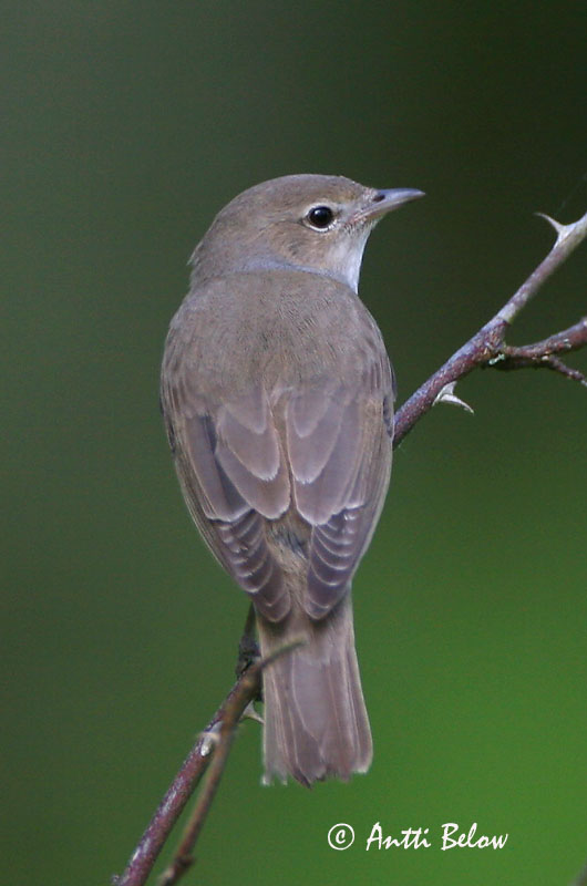 Avainsanat: Tallarol gros Havesanger Tuinfluiter Garden Warbler Aed-põõsalind Lehtokerttu Fauvette des jardins Gartengrasmücke Kerti poszáta Garðsöngvari Hagesanger Felosa-das-figueiras Sylvia borin Curruca Mosquitera Trädgårdssångare