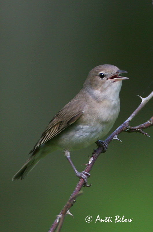 Avainsanat: Tallarol gros Havesanger Tuinfluiter Garden Warbler Aed-põõsalind Lehtokerttu Fauvette des jardins Gartengrasmücke Kerti poszáta Garðsöngvari Hagesanger Felosa-das-figueiras Sylvia borin Curruca Mosquitera Trädgårdssångare