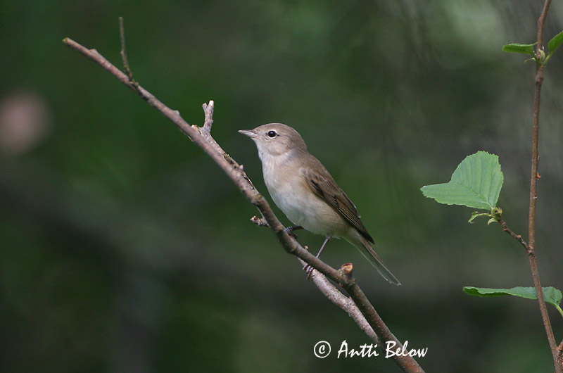 Avainsanat: Tallarol gros Havesanger Tuinfluiter Garden Warbler Aed-põõsalind Lehtokerttu Fauvette des jardins Gartengrasmücke Kerti poszáta Garðsöngvari Hagesanger Felosa-das-figueiras Sylvia borin Curruca Mosquitera Trädgårdssångare