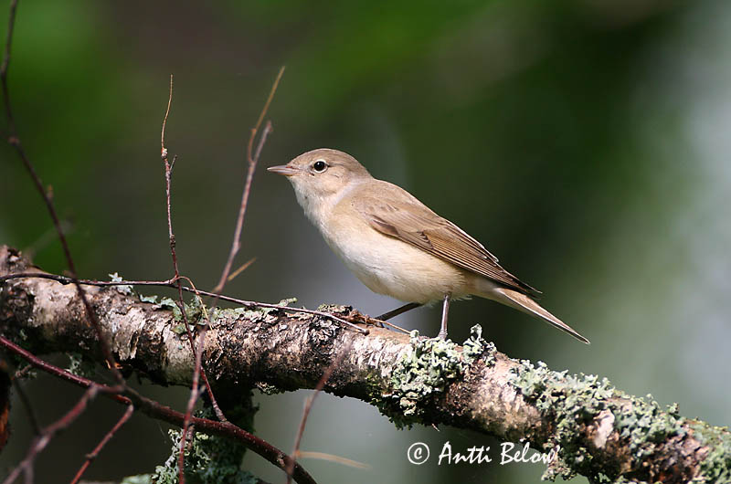 Avainsanat: Tallarol gros Havesanger Tuinfluiter Garden Warbler Aed-põõsalind Lehtokerttu Fauvette des jardins Gartengrasmücke Kerti poszáta Garðsöngvari Hagesanger Felosa-das-figueiras Sylvia borin Curruca Mosquitera Trädgårdssångare
