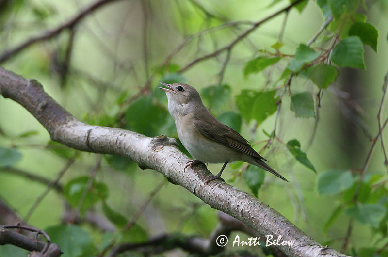 Avainsanat: Tallarol gros Havesanger Tuinfluiter Garden Warbler Aed-põõsalind Lehtokerttu Fauvette des jardins Gartengrasmücke Kerti poszáta Garðsöngvari Hagesanger Felosa-das-figueiras Sylvia borin Curruca Mosquitera Trädgårdssångare