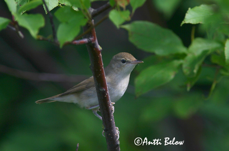 Avainsanat: Tallarol gros Havesanger Tuinfluiter Garden Warbler Aed-põõsalind Lehtokerttu Fauvette des jardins Gartengrasmücke Kerti poszáta Garðsöngvari Hagesanger Felosa-das-figueiras Sylvia borin Curruca Mosquitera Trädgårdssångare