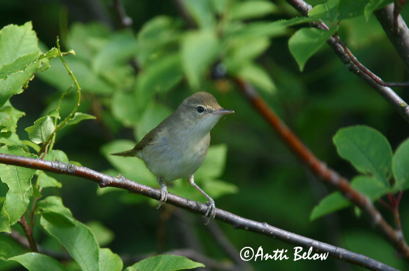 Avainsanat: Tallarol gros Havesanger Tuinfluiter Garden Warbler Aed-põõsalind Lehtokerttu Fauvette des jardins Gartengrasmücke Kerti poszáta Garðsöngvari Hagesanger Felosa-das-figueiras Sylvia borin Curruca Mosquitera Trädgårdssångare