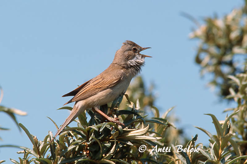 Avainsanat: Tallareta vulgar Tornsanger Grasmus Common Whitethroat Pruunselg-põõsalind Pensaskerttu Fauvette grisette Dorngrasmücke Mezei poszáta Þyrnisöngvari Tornsanger Papa-amoras-comum Sylvia communis Curruca Zarcera Törnsångare