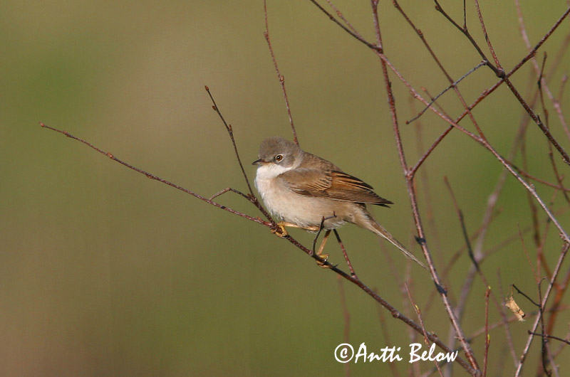 Avainsanat: Tallareta vulgar Tornsanger Grasmus Common Whitethroat Pruunselg-põõsalind Pensaskerttu Fauvette grisette Dorngrasmücke Mezei poszáta Þyrnisöngvari Tornsanger Papa-amoras-comum Sylvia communis Curruca Zarcera Törnsångare