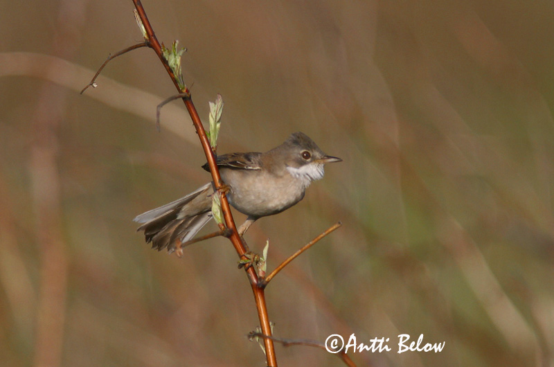 Avainsanat: Tallareta vulgar Tornsanger Grasmus Common Whitethroat Pruunselg-põõsalind Pensaskerttu Fauvette grisette Dorngrasmücke Mezei poszáta Þyrnisöngvari Tornsanger Papa-amoras-comum Sylvia communis Curruca Zarcera Törnsångare