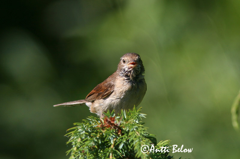Avainsanat: Tallareta vulgar Tornsanger Grasmus Common Whitethroat Pruunselg-põõsalind Pensaskerttu Fauvette grisette Dorngrasmücke Mezei poszáta Þyrnisöngvari Tornsanger Papa-amoras-comum Sylvia communis Curruca Zarcera Törnsångare