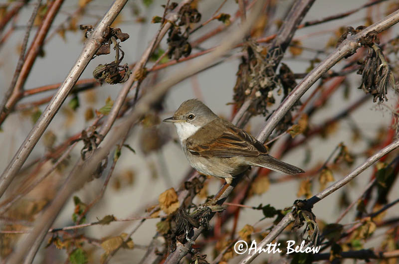 Avainsanat: Tallareta vulgar Tornsanger Grasmus Common Whitethroat Pruunselg-põõsalind Pensaskerttu Fauvette grisette Dorngrasmücke Mezei poszáta Þyrnisöngvari Tornsanger Papa-amoras-comum Sylvia communis Curruca Zarcera Törnsångare