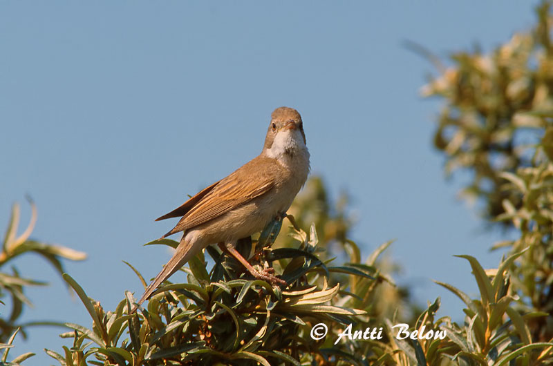 Avainsanat: Tallareta vulgar Tornsanger Grasmus Common Whitethroat Pruunselg-põõsalind Pensaskerttu Fauvette grisette Dorngrasmücke Mezei poszáta Þyrnisöngvari Tornsanger Papa-amoras-comum Sylvia communis Curruca Zarcera Törnsångare