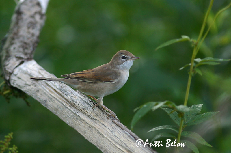 Avainsanat: Tallareta vulgar Tornsanger Grasmus Common Whitethroat Pruunselg-põõsalind Pensaskerttu Fauvette grisette Dorngrasmücke Mezei poszáta Þyrnisöngvari Tornsanger Papa-amoras-comum Sylvia communis Curruca Zarcera Törnsångare