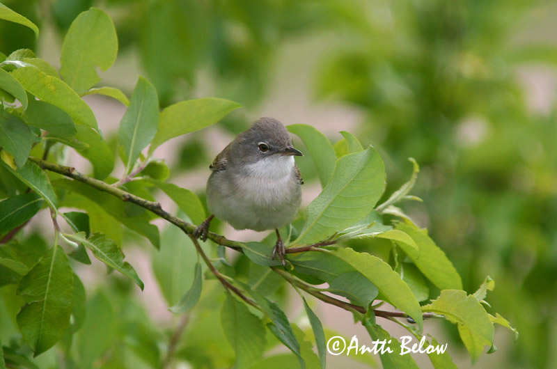 Avainsanat: Tallareta vulgar Tornsanger Grasmus Common Whitethroat Pruunselg-põõsalind Pensaskerttu Fauvette grisette Dorngrasmücke Mezei poszáta Þyrnisöngvari Tornsanger Papa-amoras-comum Sylvia communis Curruca Zarcera Törnsångare