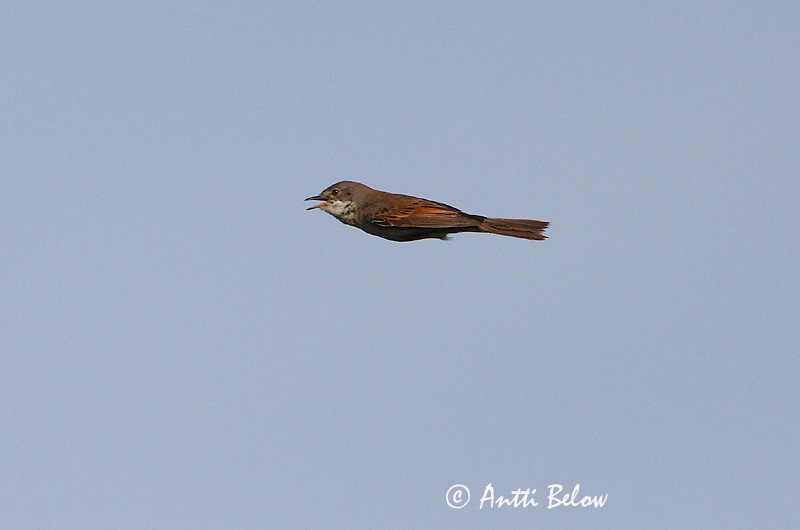 Avainsanat: Tallareta vulgar Tornsanger Grasmus Common Whitethroat Pruunselg-põõsalind Pensaskerttu Fauvette grisette Dorngrasmücke Mezei poszáta Þyrnisöngvari Tornsanger Papa-amoras-comum Sylvia communis Curruca Zarcera Törnsångare