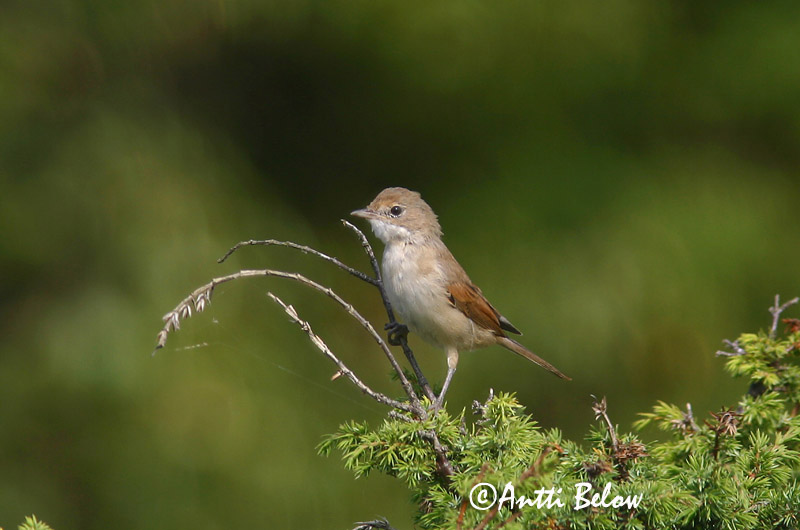 Avainsanat: Tallareta vulgar Tornsanger Grasmus Common Whitethroat Pruunselg-põõsalind Pensaskerttu Fauvette grisette Dorngrasmücke Mezei poszáta Þyrnisöngvari Tornsanger Papa-amoras-comum Sylvia communis Curruca Zarcera Törnsångare
