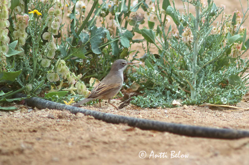 slide
Avainsanat: Tallarol trencamates Brilgrasmus Spectacled Warbler Pikkupensaskerttu Fauvette à lunettes Brillengrasmücke Maskesanger Sylvia conspicillata Curruca Tomillera Glasögonsångare