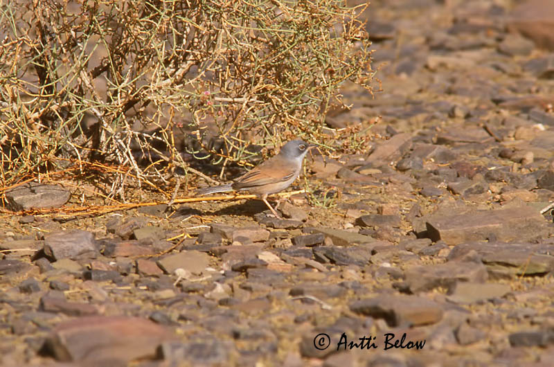 slide
Avainsanat: Tallarol trencamates Brilgrasmus Spectacled Warbler Pikkupensaskerttu Fauvette à lunettes Brillengrasmücke Maskesanger Sylvia conspicillata Curruca Tomillera Glasögonsångare