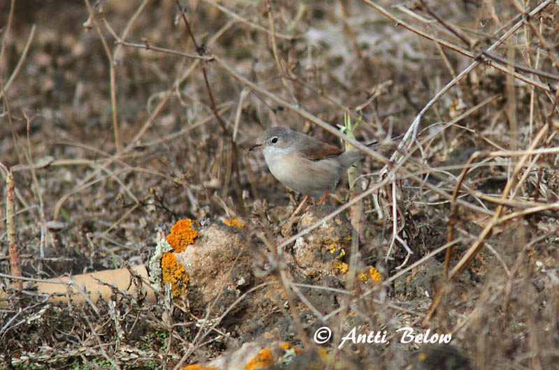 Avainsanat: Tallarol trencamates Brilgrasmus Spectacled Warbler Pikkupensaskerttu Fauvette à lunettes Brillengrasmücke Maskesanger Sylvia conspicillata Curruca Tomillera Glasögonsångare