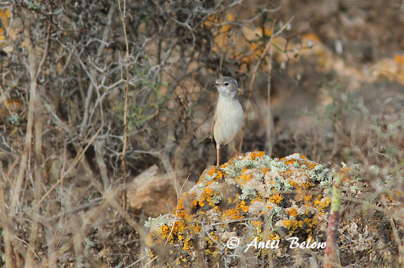 Avainsanat: Tallarol trencamates Brilgrasmus Spectacled Warbler Pikkupensaskerttu Fauvette à lunettes Brillengrasmücke Maskesanger Sylvia conspicillata Curruca Tomillera Glasögonsångare
