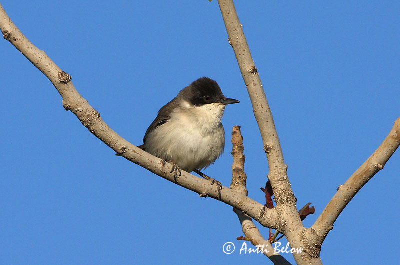 Avainsanat: Eastern Orphean Warbler Sylvia crassirostris Östlig mästersångare Idänorfeuskerttu
