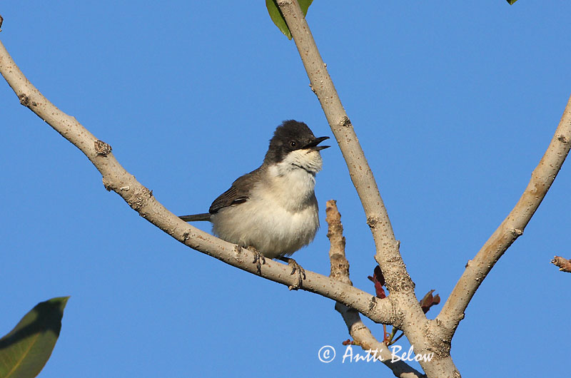 Avainsanat: Eastern Orphean Warbler Sylvia crassirostris Östlig mästersångare Idänorfeuskerttu