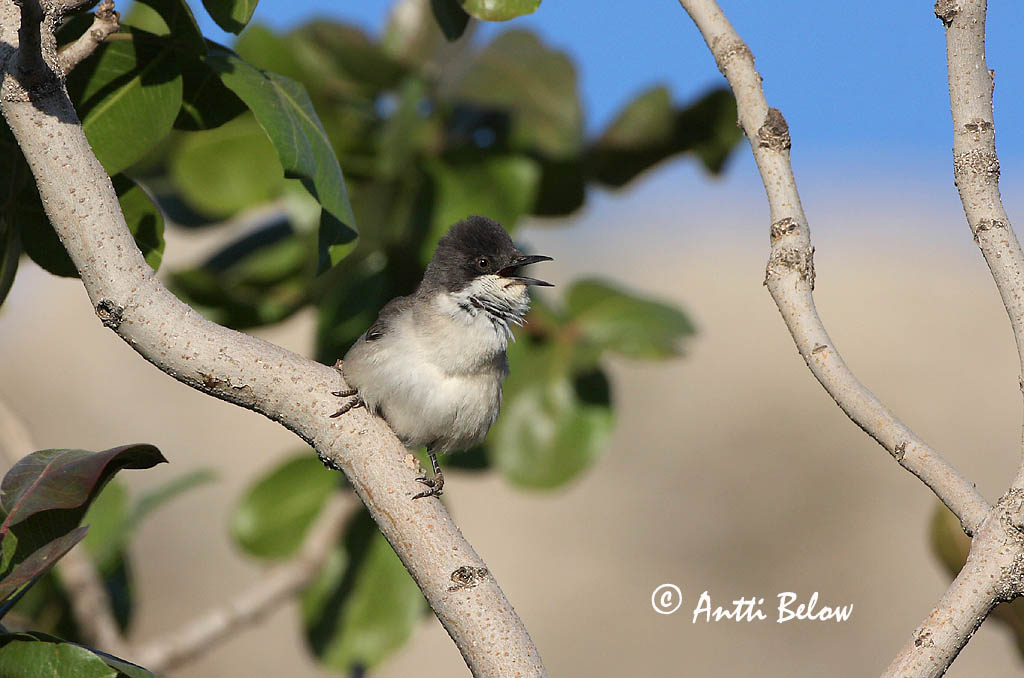 Avainsanat: Eastern Orphean Warbler Sylvia crassirostris Östlig mästersångare Idänorfeuskerttu