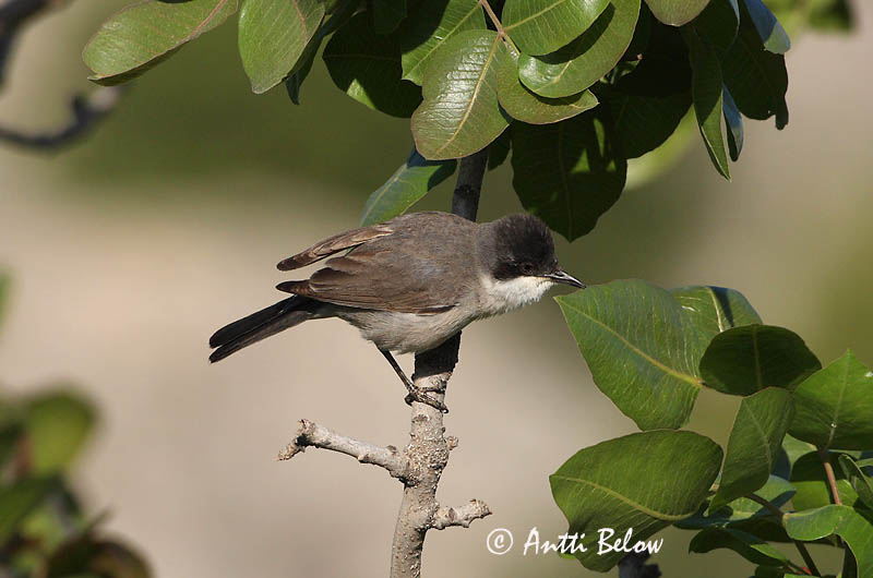 Avainsanat: Eastern Orphean Warbler Sylvia crassirostris Östlig mästersångare Idänorfeuskerttu