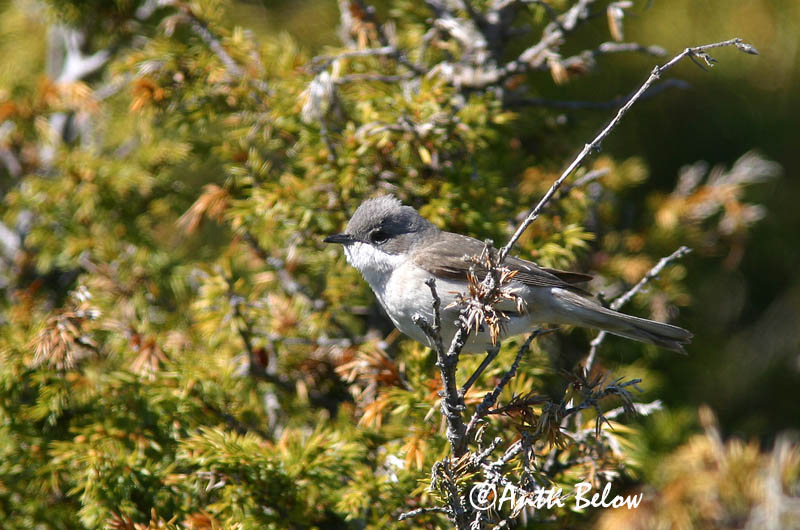 Avainsanat: Tallarol xerraire Gærdesanger Braamsluiper Lesser Whitethroat Väike-põõsalind Hernekerttu Fauvette babillarde Klappergrasmücke Kis poszáta Netlusöngvari Møller Papa-amoras-cinzento Sylvia curruca Curruca Zarcerilla Ärtsångare