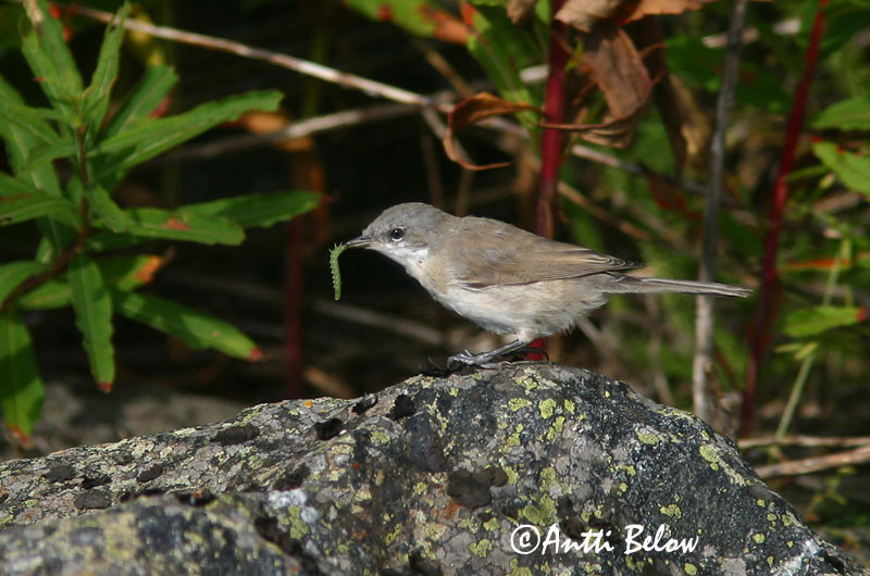 Avainsanat: Tallarol xerraire Gærdesanger Braamsluiper Lesser Whitethroat Väike-põõsalind Hernekerttu Fauvette babillarde Klappergrasmücke Kis poszáta Netlusöngvari Møller Papa-amoras-cinzento Sylvia curruca Curruca Zarcerilla Ärtsångare