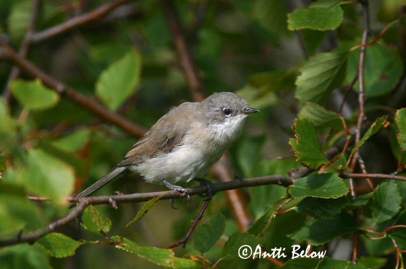 Avainsanat: Tallarol xerraire Gærdesanger Braamsluiper Lesser Whitethroat Väike-põõsalind Hernekerttu Fauvette babillarde Klappergrasmücke Kis poszáta Netlusöngvari Møller Papa-amoras-cinzento Sylvia curruca Curruca Zarcerilla Ärtsångare