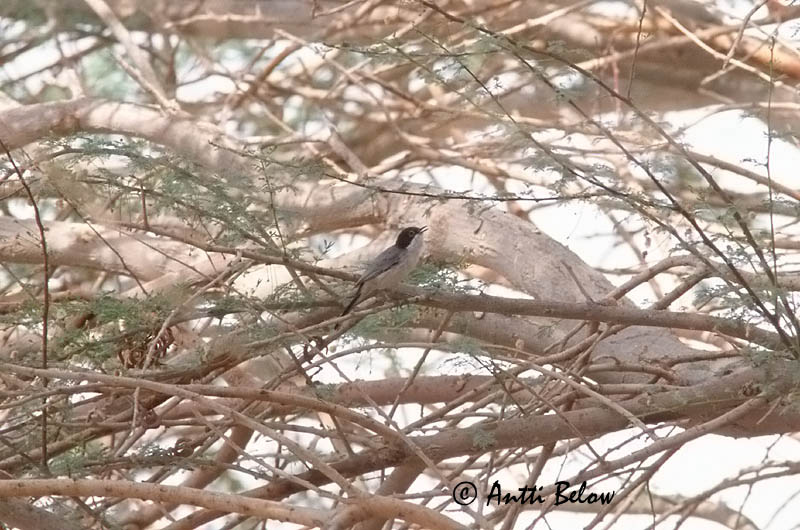 Israel, slide
Avainsanat: Arabian Warbler Fauvette d'Arabie Akaziengrasmücke Arabiasanger Sylvia leucomelaena Curruca Arabe Arabisk sångare Arabiankerttu