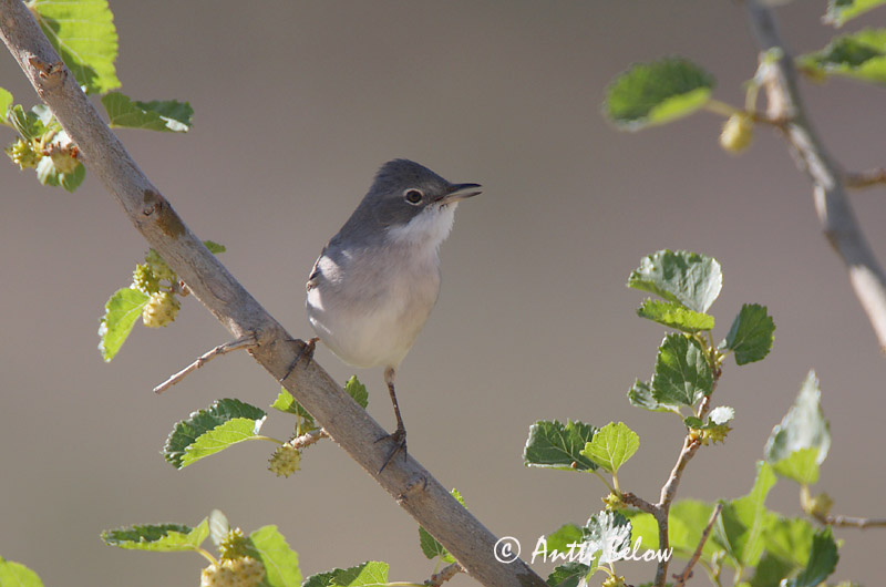 Turkey 5/2008
Avainsanat: Levantzwartkop Ménétries's Warbler Kaspiankerttu Fauvette de Ménétries Tamariskengrasmücke Steppesanger Sylvia mystacea Curruca Caucásica Östlig sammetshätta