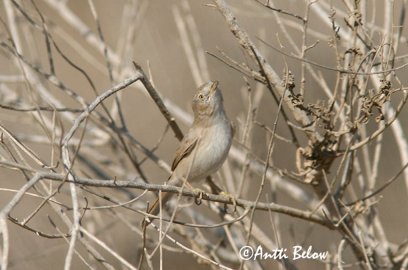 Avainsanat: Tallareta pàllida Ørkensanger Woestijngrasmus Desert Warbler Asian Desert Warbler Kääpiökerttu Fauvette naine Wüstengrasmücke Sivatagi poszáta Grýtusöngvari Ørkensanger Toutinegra do Sara Sylvia nana Sylvia nana Curruca Sahariana Ökensångare