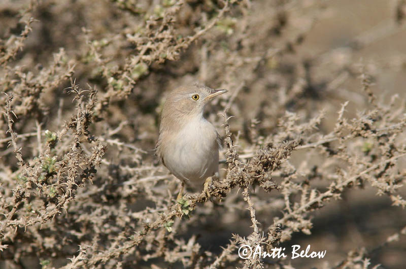 Avainsanat: Tallareta pàllida Ørkensanger Woestijngrasmus Desert Warbler Asian Desert Warbler Kääpiökerttu Fauvette naine Wüstengrasmücke Sivatagi poszáta Grýtusöngvari Ørkensanger Toutinegra do Sara Sylvia nana Sylvia nana Curruca Sahariana Ökensångare