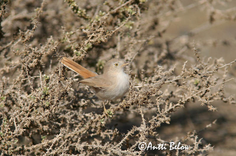 Avainsanat: Tallareta pàllida Ørkensanger Woestijngrasmus Desert Warbler Asian Desert Warbler Kääpiökerttu Fauvette naine Wüstengrasmücke Sivatagi poszáta Grýtusöngvari Ørkensanger Toutinegra do Sara Sylvia nana Sylvia nana Curruca Sahariana Ökensångare