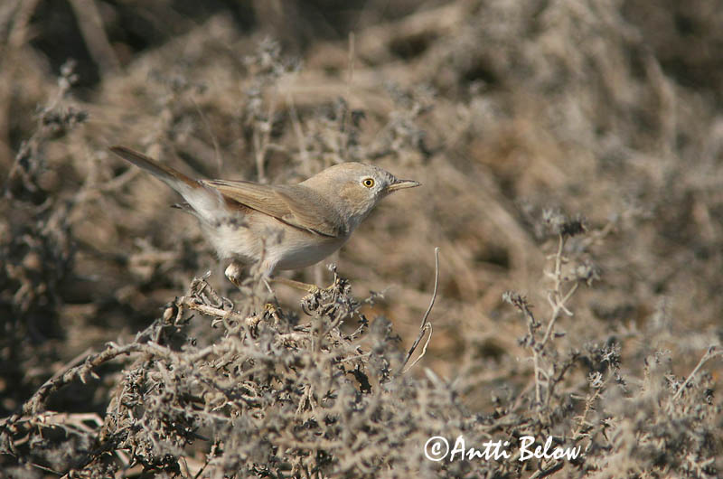 Avainsanat: Tallareta pàllida Ørkensanger Woestijngrasmus Desert Warbler Asian Desert Warbler Kääpiökerttu Fauvette naine Wüstengrasmücke Sivatagi poszáta Grýtusöngvari Ørkensanger Toutinegra do Sara Sylvia nana Sylvia nana Curruca Sahariana Ökensångare